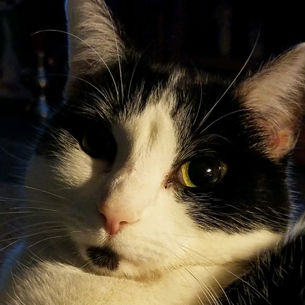 Meet your Posher, Lucinda